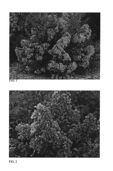 Figure 1 of US plant patent PP29509, the photograph of Bubble Tea printed in the patent.