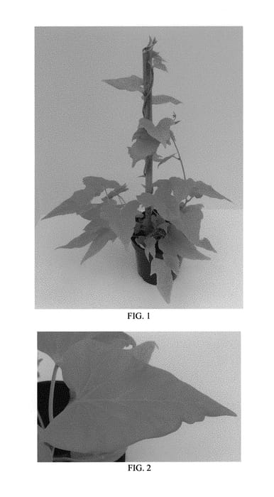 Figure 1 of US plant patent PP29510, the photograph of Balsotowime printed in the patent.