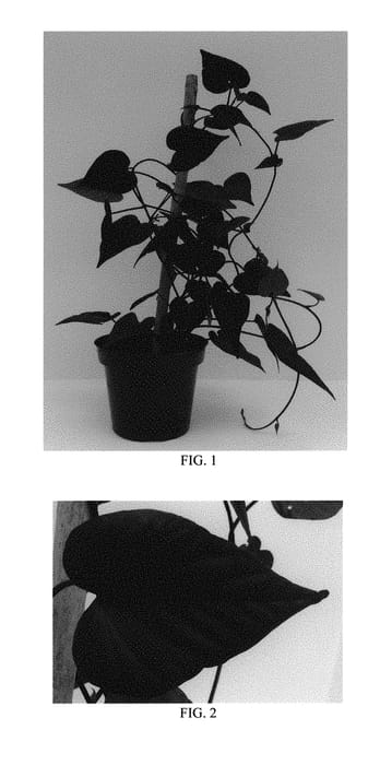 Figure 1 of US plant patent PP29511, the photograph of Balsotowac printed in the patent.