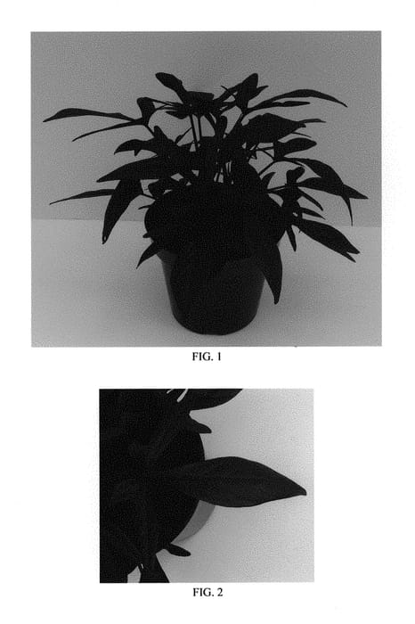 Figure 1 of US plant patent PP29512, the photograph of Balsolablim printed in the patent.