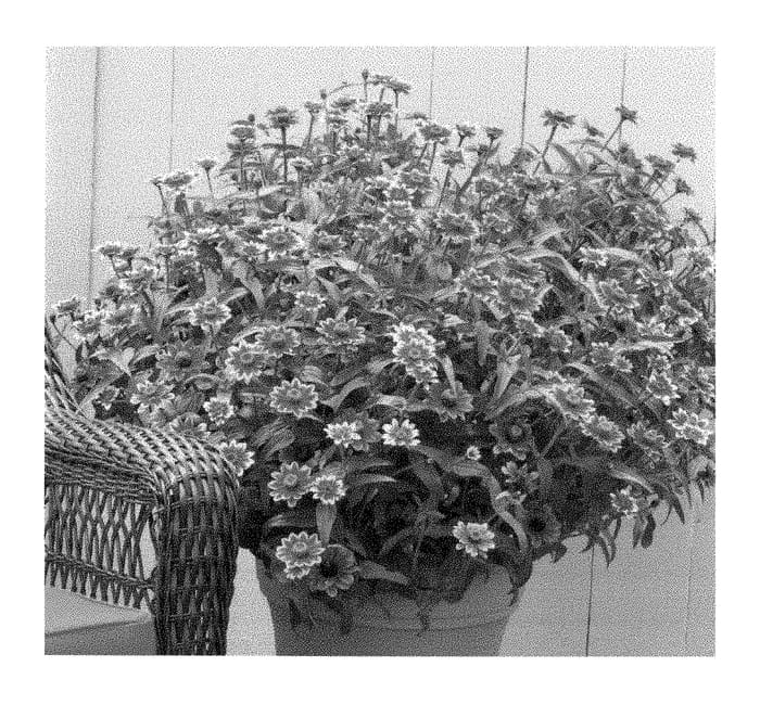 Figure 1 of US plant patent PP29513, the photograph of G13163 printed in the patent.