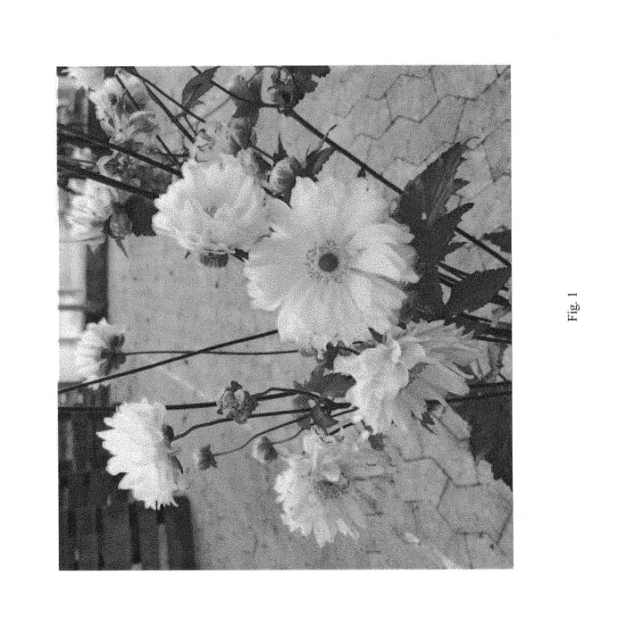 Figure 1 of US plant patent PP29514, the photograph of 2015 7 NFB printed in the patent.