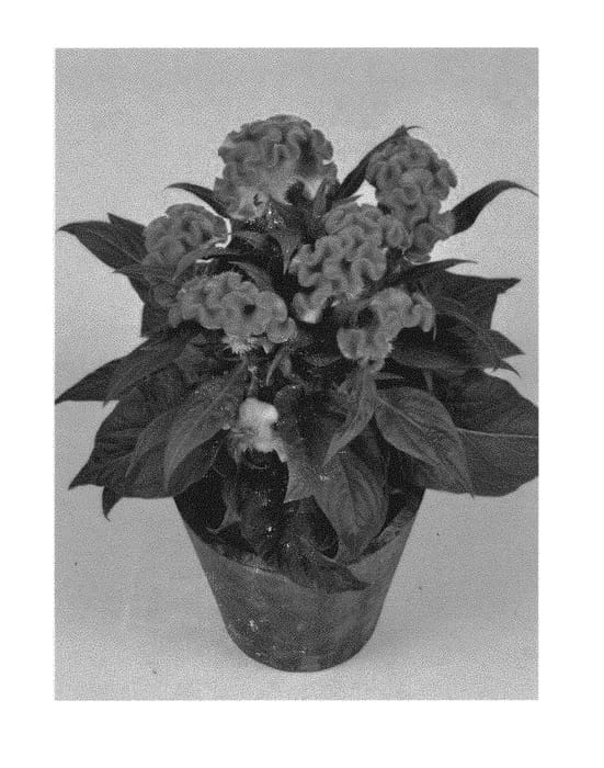 Figure 1 of US plant patent PP29515, the photograph of TWISTED ORANGE printed in the patent.