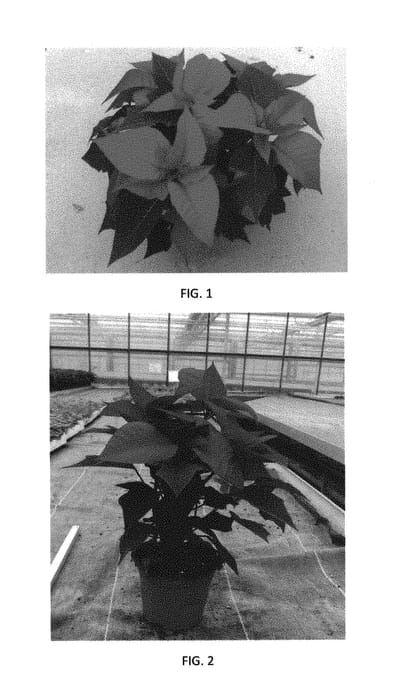 Figure 1 of US plant patent PP29516, the photograph of EURZ0005 printed in the patent.