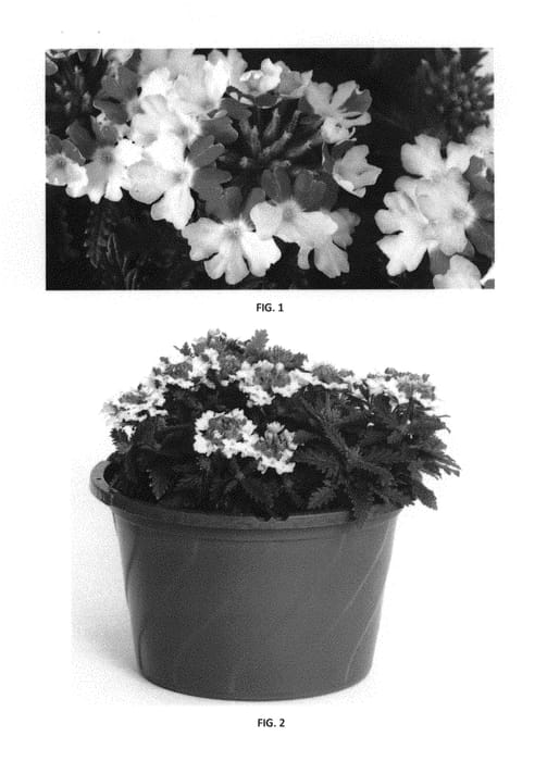 Figure 1 of US plant patent PP29517, the photograph of VEAZ0042 printed in the patent.