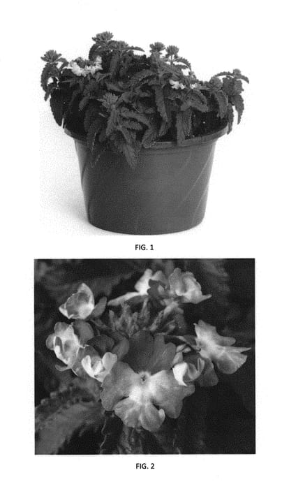Figure 1 of US plant patent PP29518, the photograph of VEAZ0043 printed in the patent.