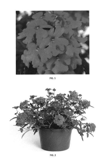 Figure 1 of US plant patent PP29519, the photograph of VEAZ0046 printed in the patent.