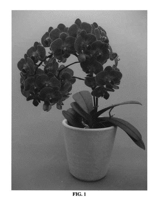 Figure 1 of US plant patent PP29520, the photograph of PHALDRAWEQ printed in the patent.