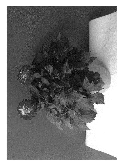 Figure 1 of US plant patent PP29521, the photograph of BKDAMFVF printed in the patent.