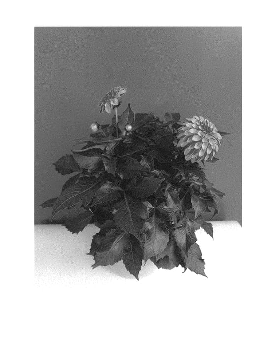 Figure 1 of US plant patent PP29522, the photograph of BKDAMFOB printed in the patent.
