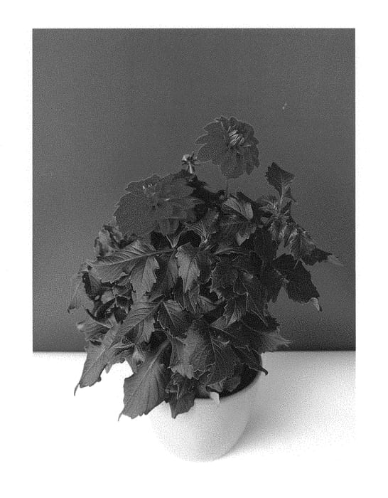 Figure 1 of US plant patent PP29523, the photograph of BKDAMRD printed in the patent.