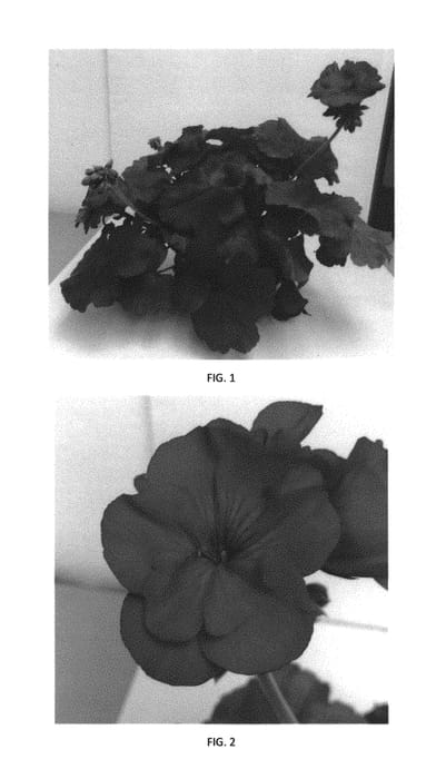 Figure 1 of US plant patent PP29524, the photograph of PEQZ0032 printed in the patent.