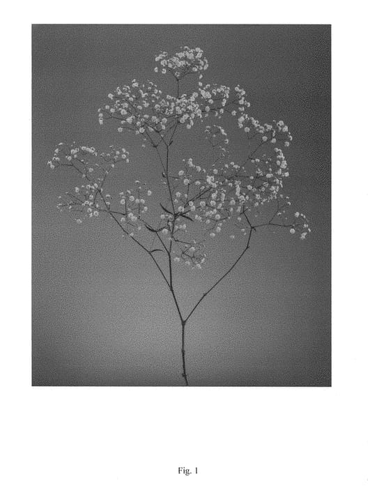 Figure 1 of US plant patent PP29525, the photograph of DGYPCOSMIC printed in the patent.