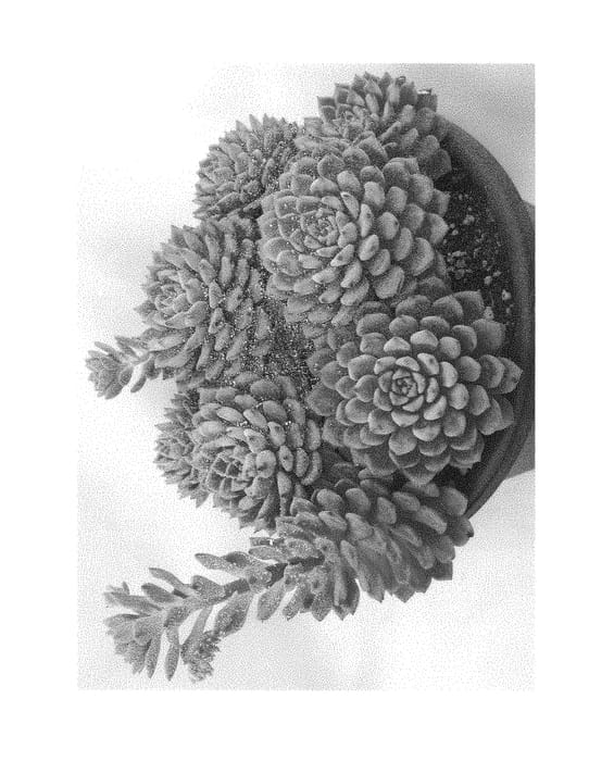 Figure 1 of US plant patent PP29526, the photograph of Ruby Kissed printed in the patent.