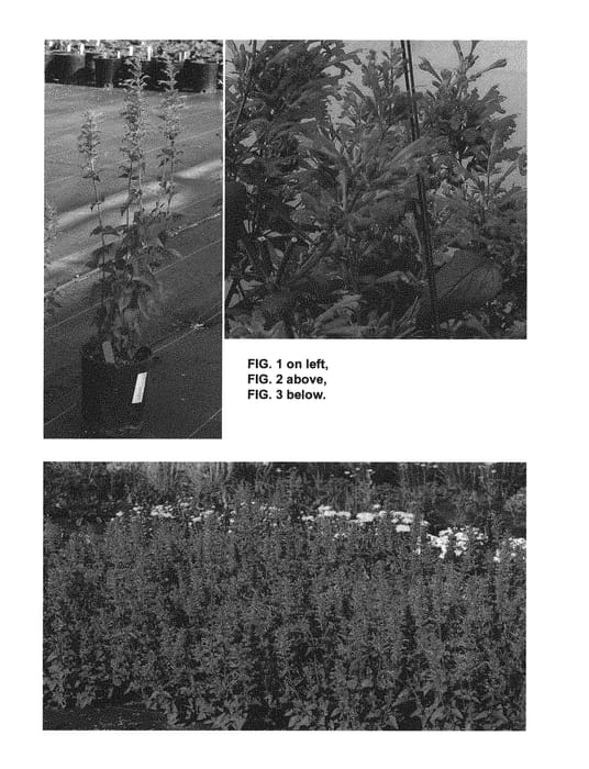 Figure 1 of US plant patent PP29527, the photograph of Morello printed in the patent.