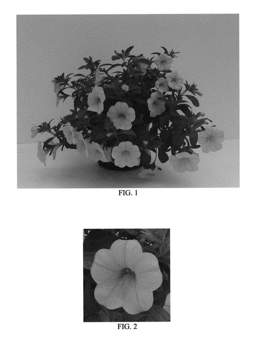 Figure 1 of US plant patent PP29528, the photograph of Balcal1004 printed in the patent.