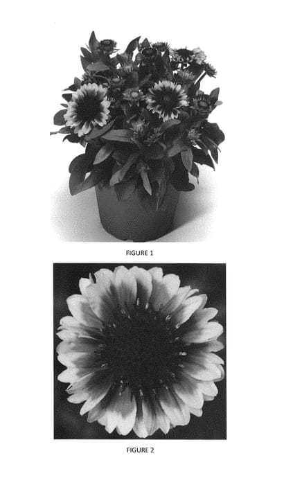 Figure 1 of US plant patent PP29529, the photograph of GAIZ0007 printed in the patent.