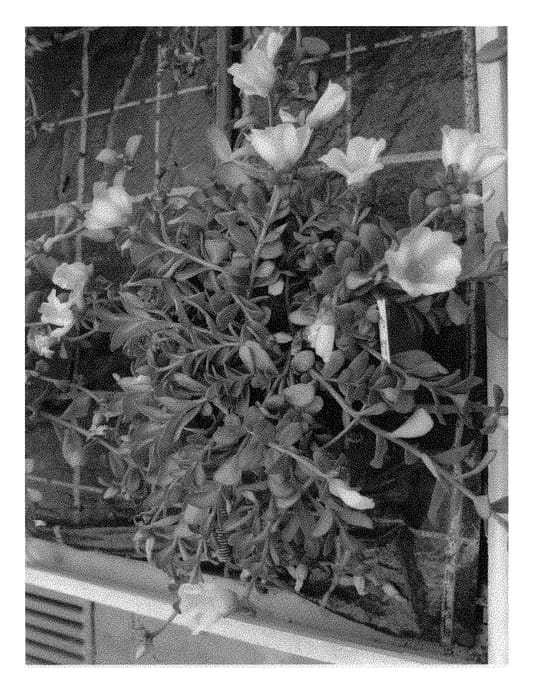 Figure 1 of US plant patent PP29530, the photograph of LAZPRT1607 printed in the patent.