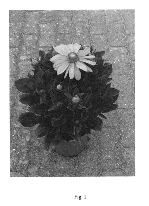 Figure 1 of US plant patent PP29531, the photograph of BullRudi 03 printed in the patent.