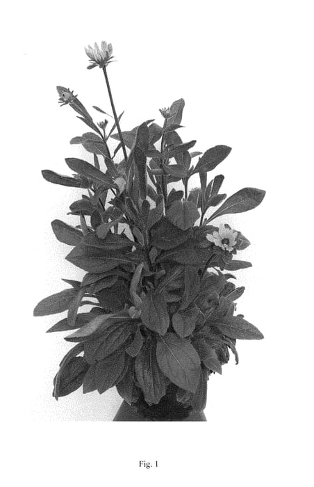 Figure 1 of US plant patent PP29532, the photograph of RRISU01-0 printed in the patent.