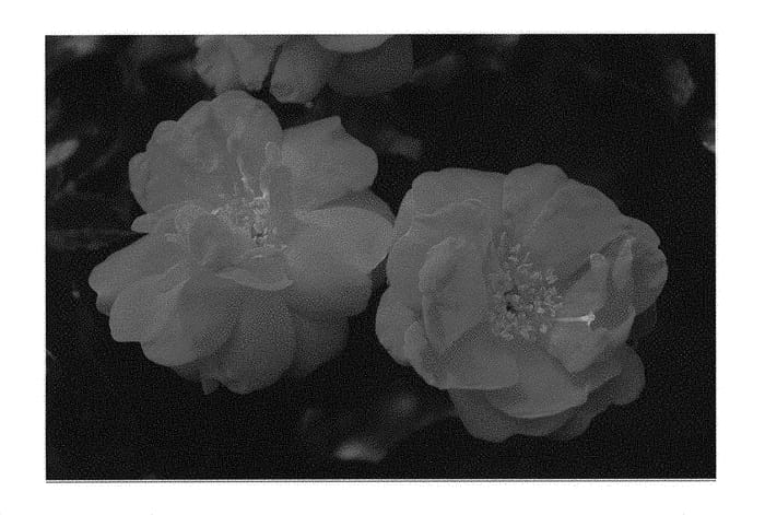 Figure 1 of US plant patent PP29533, the photograph of Radwire printed in the patent.