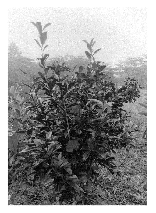 Figure 1 of US plant patent PP29534, the photograph of HA351 printed in the patent.