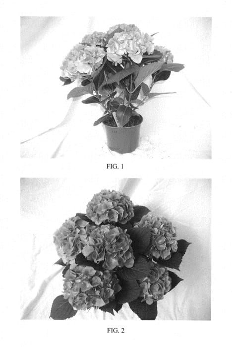 Figure 1 of US plant patent PP29535, the photograph of BCHY-11.068 printed in the patent.