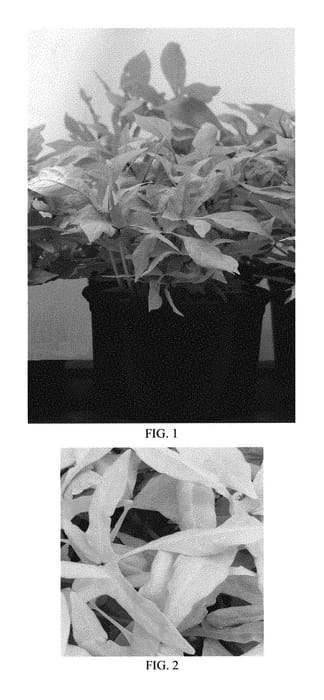 Figure 1 of US plant patent PP29536, the photograph of Balsolalimli printed in the patent.