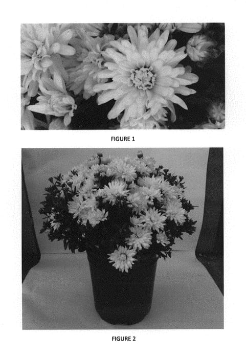 Figure 1 of US plant patent PP29537, the photograph of CIFZ0052 printed in the patent.