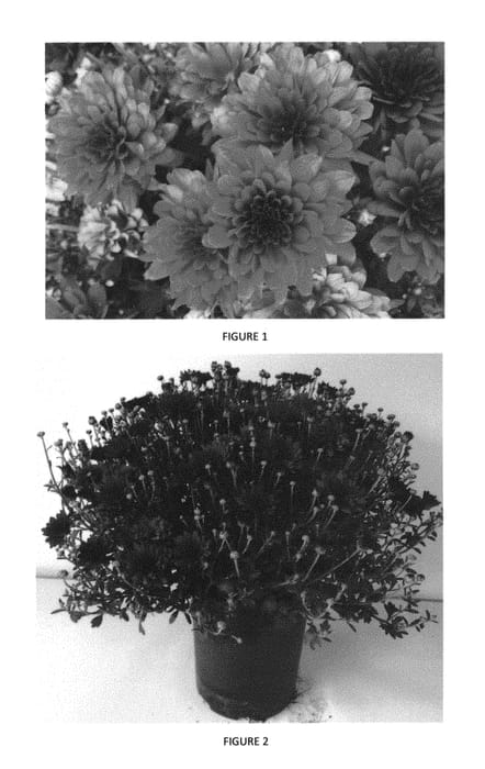 Figure 1 of US plant patent PP29538, the photograph of CIFZ0044 printed in the patent.