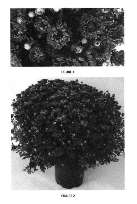 Figure 1 of US plant patent PP29539, the photograph of CIFZ0055 printed in the patent.
