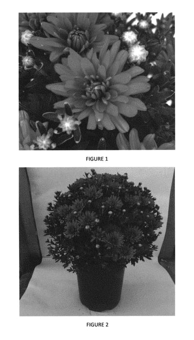 Figure 1 of US plant patent PP29540, the photograph of CIFZ0051 printed in the patent.