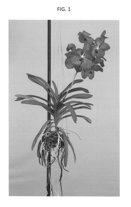 Figure 1 of US plant patent PP29541, the photograph of SPCDW1513 printed in the patent.
