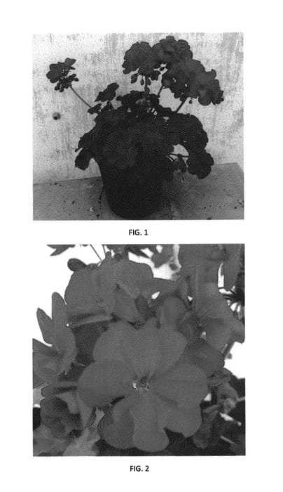 Figure 1 of US plant patent PP29542, the photograph of PEQZ0028 printed in the patent.