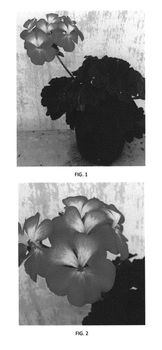 Figure 1 of US plant patent PP29543, the photograph of PECZ0011 printed in the patent.
