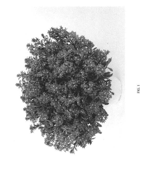 Figure 1 of US plant patent PP29544, the photograph of DSCAVPUHAZ printed in the patent.