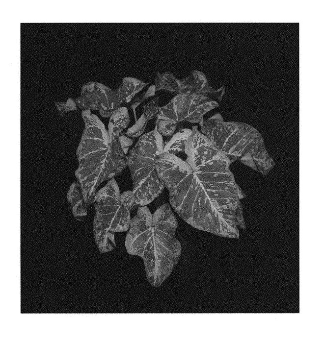 Figure 1 of US plant patent PP29545, the photograph of Mesmerized printed in the patent.