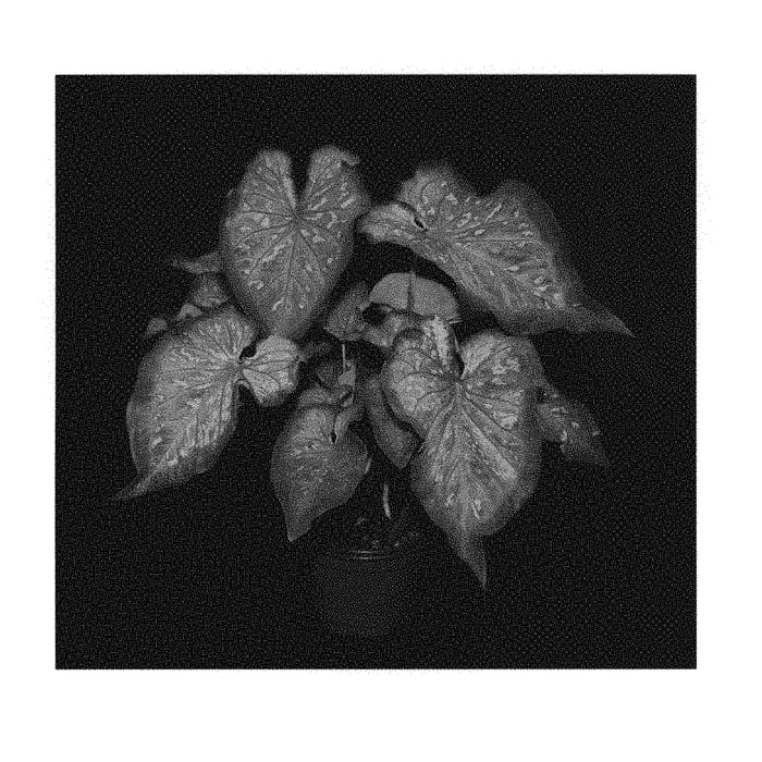 Figure 1 of US plant patent PP29546, the photograph of Caribbean Coral printed in the patent.