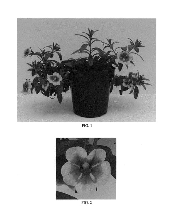 Figure 1 of US plant patent PP29547, the photograph of Balcanumbi printed in the patent.
