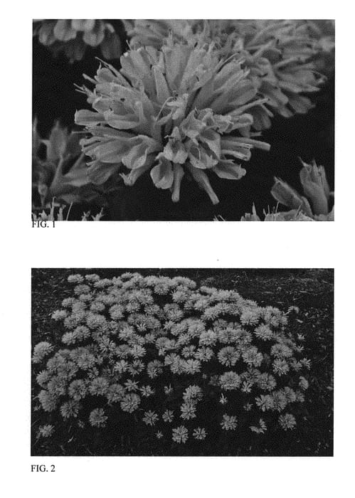 Figure 1 of US plant patent PP29548, the photograph of Pink Frosting printed in the patent.