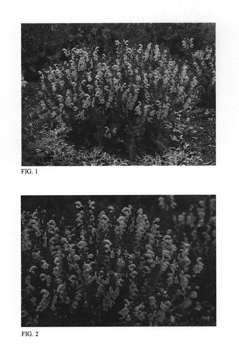 Figure 1 of US plant patent PP29550, the photograph of Pretty in Pink printed in the patent.