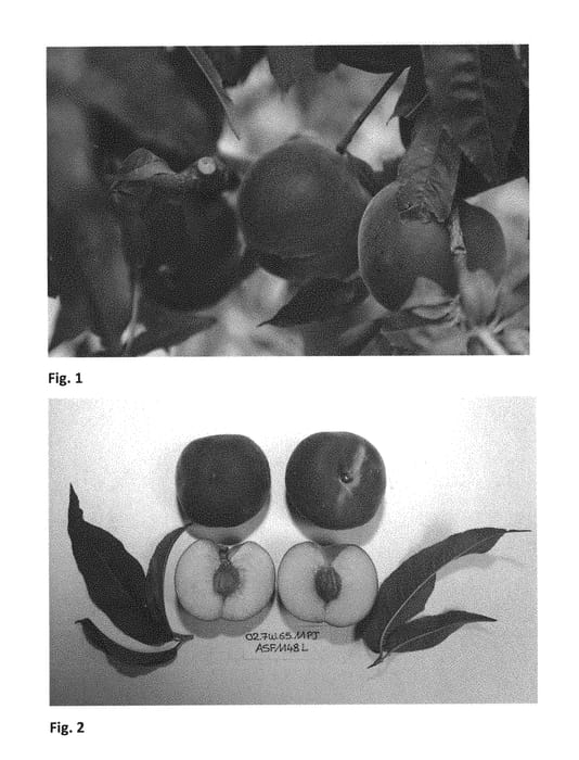 Figure 1 of US plant patent PP29551, the photograph of CRISPREVE printed in the patent.