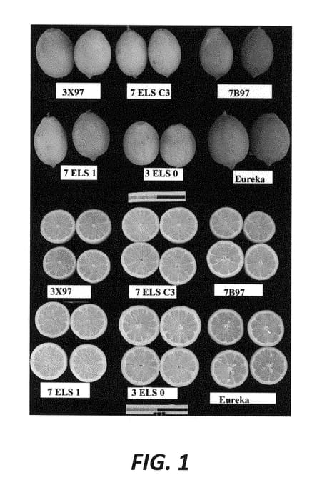 Figure 1 of US plant patent PP29552, the photograph of 3 ELS 0 printed in the patent.