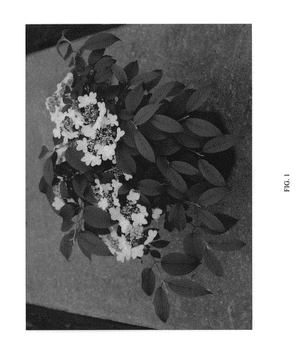 Figure 1 of US plant patent PP29553, the photograph of SMNVPTFD printed in the patent.