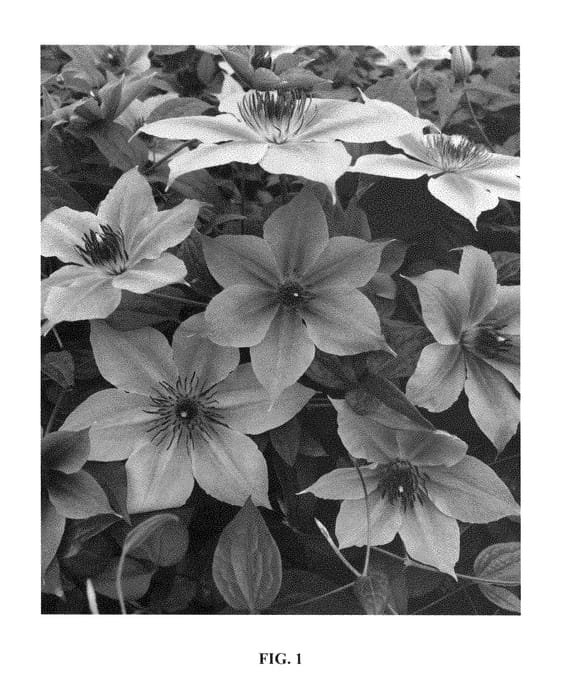 Figure 1 of US plant patent PP29554, the photograph of Donahros printed in the patent.