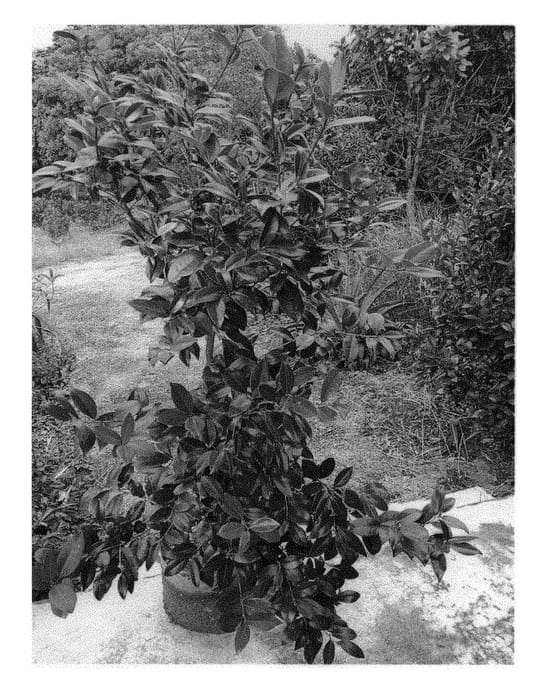 Figure 1 of US plant patent PP29555, the photograph of HA0326 printed in the patent.