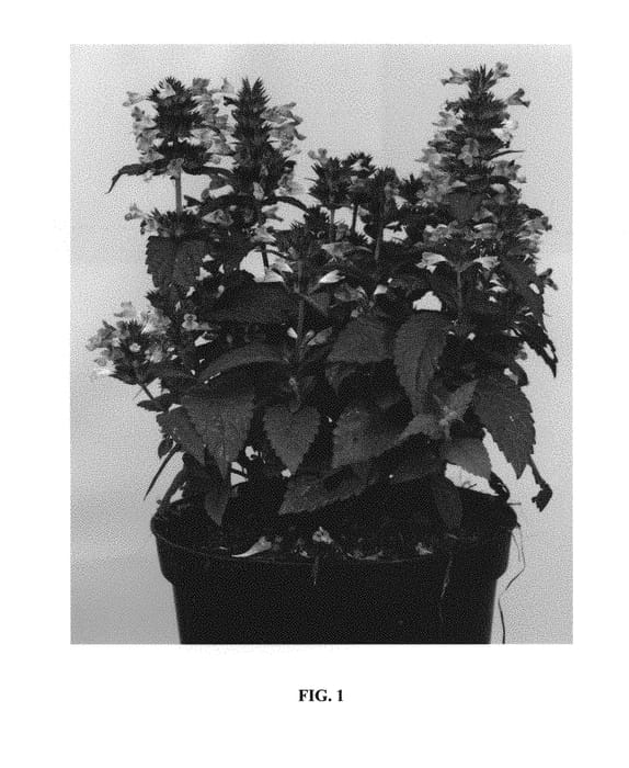 Figure 1 of US plant patent PP29556, the photograph of Bokratune printed in the patent.