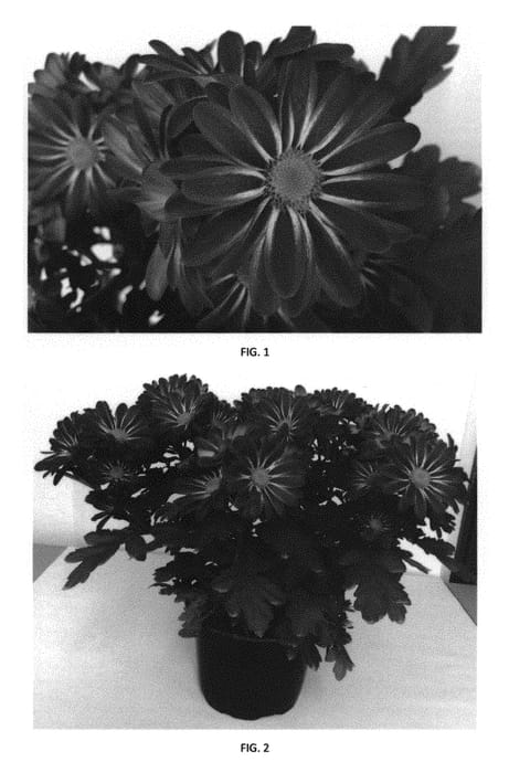 Figure 1 of US plant patent PP29557, the photograph of CIDZ0091 printed in the patent.