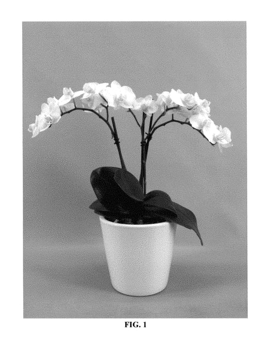 Figure 1 of US plant patent PP29558, the photograph of PHALFLAJ printed in the patent.