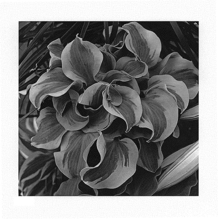 Figure 1 of US plant patent PP29559, the photograph of School Mouse printed in the patent.